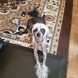 Meet your Posher, Bill